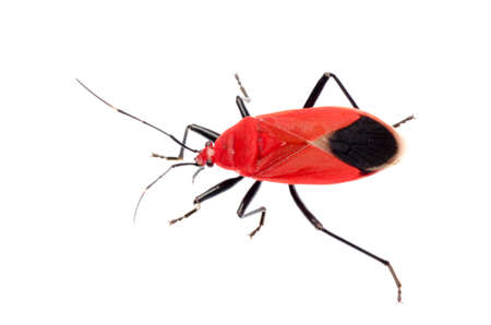 insect red stink bug, Melamphaus rubrocinctus, isolated on whiteの写真素材