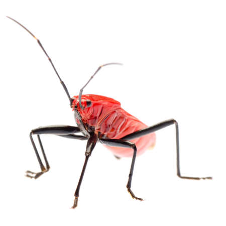 insect red stink bug, Melamphaus rubrocinctus, isolated on whiteの写真素材
