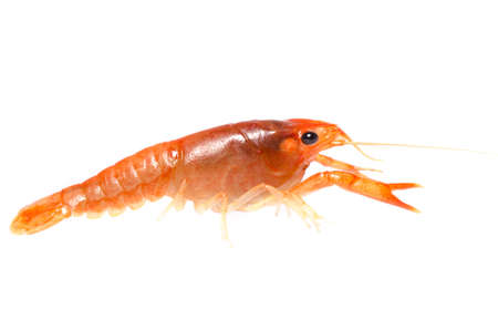 seafood animal crawfish shrimp isolated on whiteの写真素材