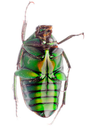 insect green flower beetle isolatedの写真素材