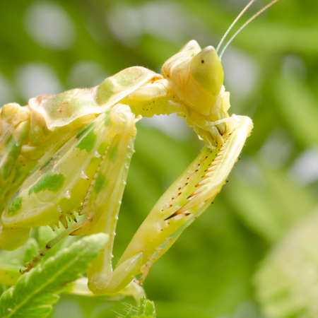 green flower praying mantis on leafの写真素材