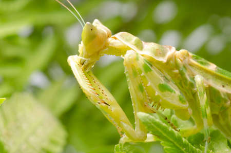 green flower praying mantis on leafの写真素材
