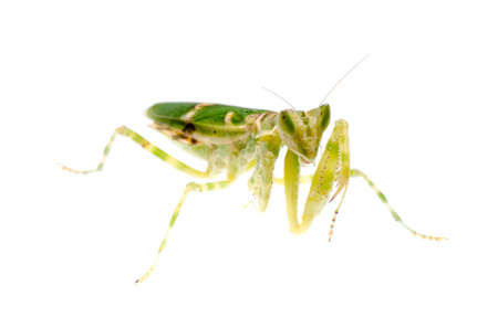 female green flower praying mantis isolatedの写真素材