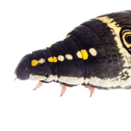 butterfly moth caterpillar isolated on whiteの写真素材