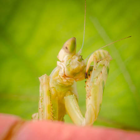 insect praying mantis on flowerの写真素材