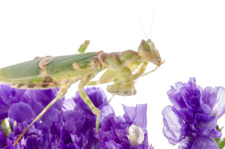 insect praying mantis on flowerの写真素材