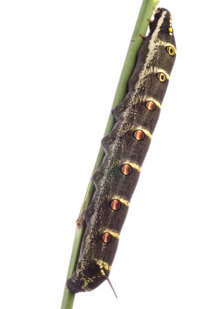 moth caterpillar isolated on whiteの写真素材