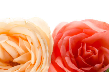 rose flower isolated on whiteの写真素材