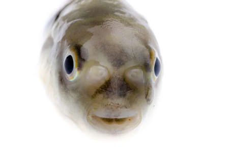 animal balloonfish isolated on white