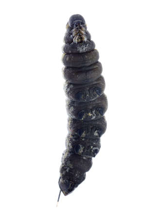 insect cocoon caterpillar isolated on whiteの写真素材