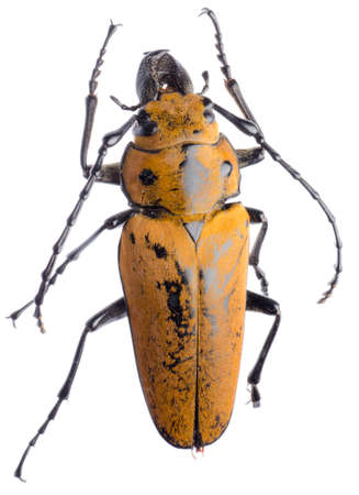 rare insect Trictenotomidae beetle isolatedの写真素材