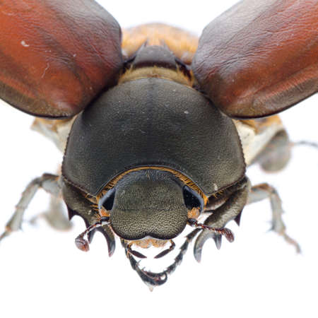 flying insect scarab may beetle isolated on white