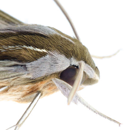 insect moth isolatedの写真素材