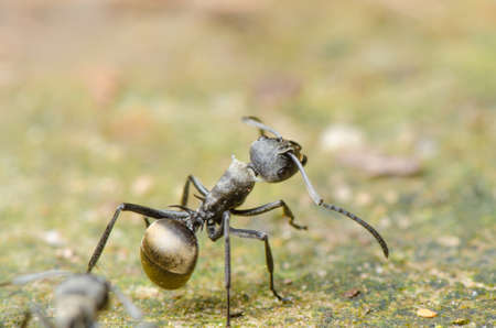 insect ant on ground macroの写真素材