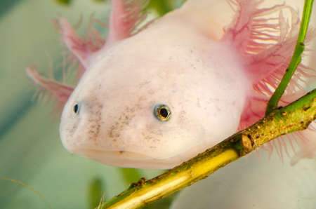 amphibian animal, American Axoloto salamander newtの写真素材