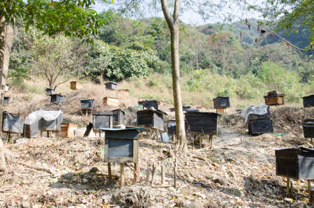 Honey bee hivesの写真素材