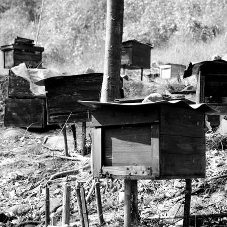 Honey bee hivesの写真素材