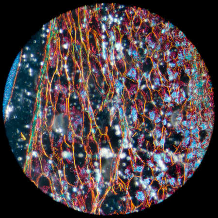 microscopy micrograph plant tissue, corn embryoの写真素材