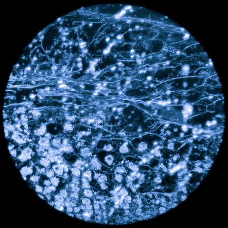 microscopy micrograph plant tissue, corn embryoの写真素材