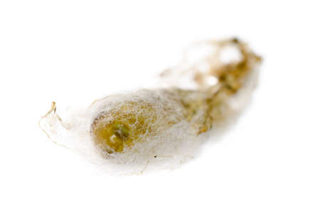 insect green moth cocoon isolated on whiteの写真素材