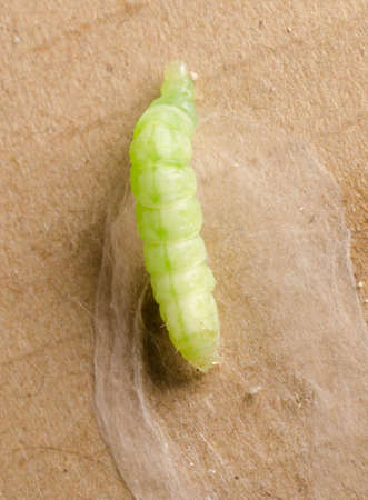 insect caterpillar in silk cocoonの写真素材
