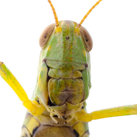 pest insect grasshopper isolated on whiteの写真素材