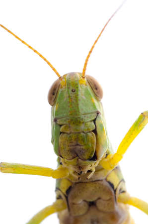 pest insect grasshopper isolated on whiteの写真素材
