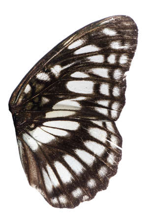 butterfly wing isolated on whiteの写真素材