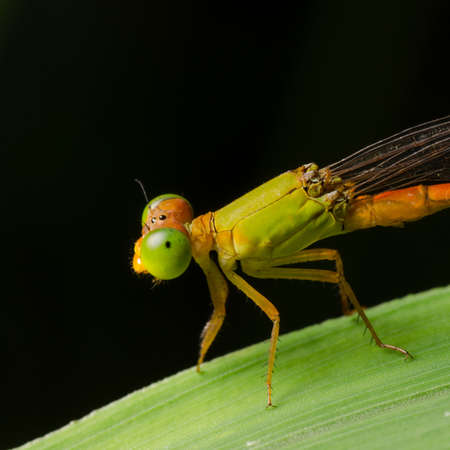 damselfly,Ceriagrion fallax Ris. Photographed in South China.の写真素材
