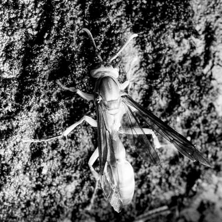 wasp (Parapolybia indica) drinking water on wet wall, photographed in South China.の写真素材