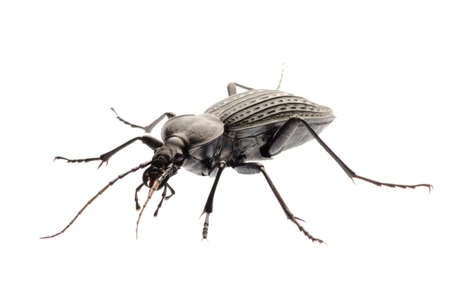 isolated animal insect ground beetle, studio shotの写真素材