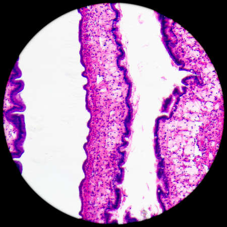 micrograph of medical science cilliated epithelium tissue cellの写真素材