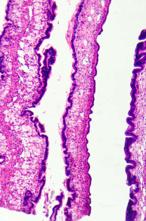 micrograph of medical science cilliated epithelium tissue cell