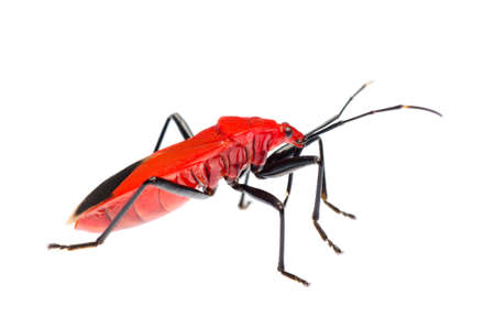 insect red stink bug, Melamphaus rubrocinctus, isolated on whiteの写真素材