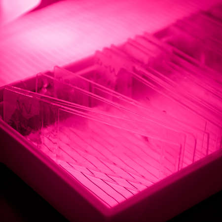 science medical glass microscope slide of animal sampleの写真素材