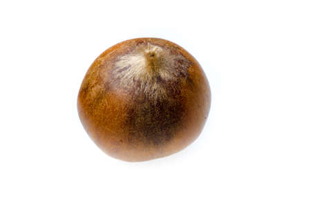 Chinese chestnut isolated on whiteの写真素材