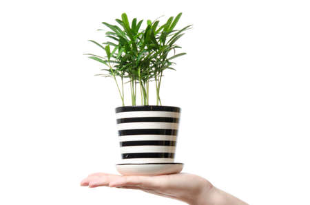 green pine tree sapling plant isolatedの写真素材