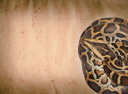 snake on old grunge paper texture background