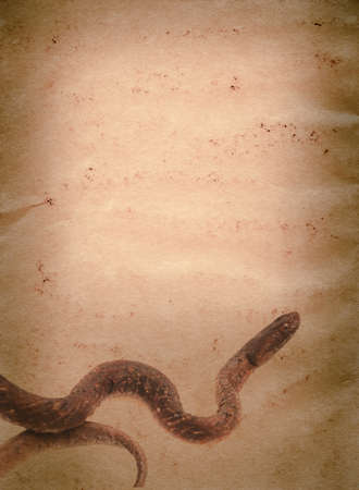 snake on old grunge paper texture background