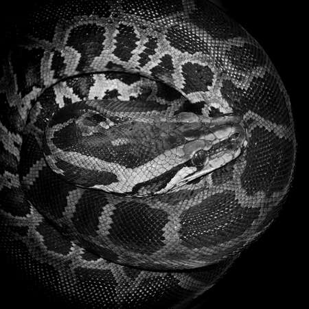 Boa snake reticulated pythonの写真素材