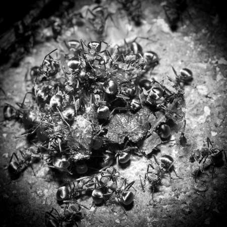 insect ant on ground macroの写真素材