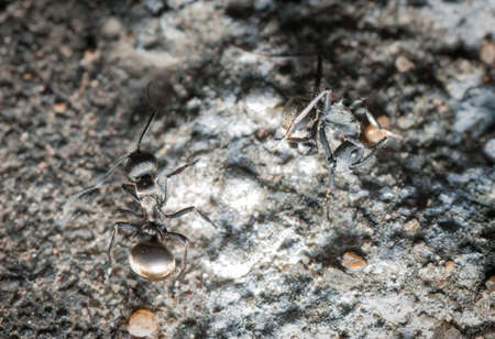 insect ant on ground macroの写真素材