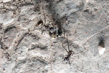 insect ant on ground macroの写真素材