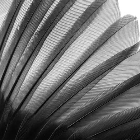 bird wing feather texture backgroundの写真素材