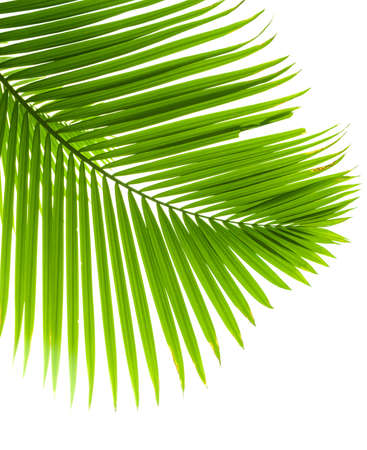 palm tree isolated on whiteの写真素材