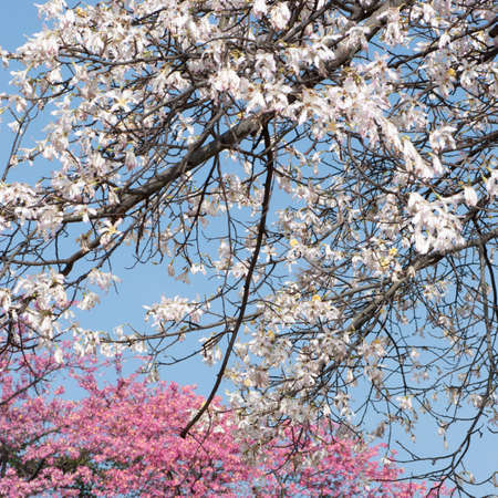 flowers of silk floss tree, Ceiba insignis, Chorisia Speciosaの写真素材