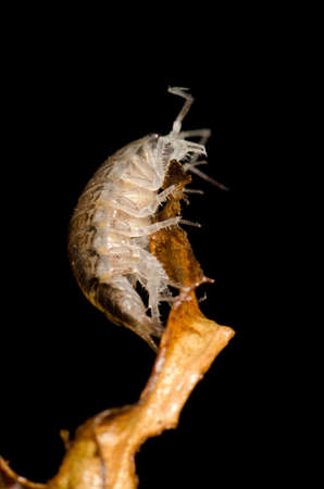 animal pill bug macroの写真素材