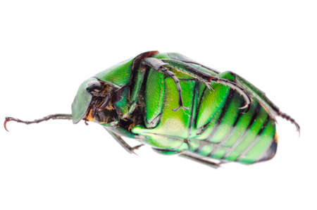 insect green flower beetle isolatedの写真素材