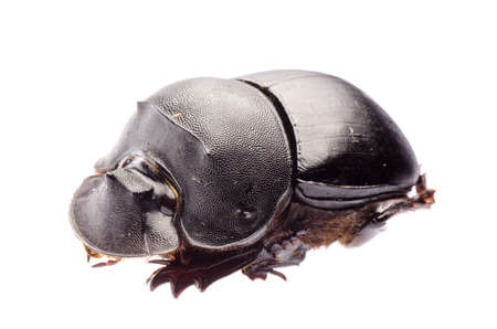 dunk beetle isolated on whiteの写真素材