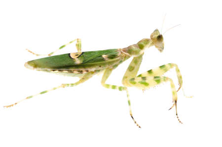 insect praying mantis isolated on whiteの写真素材